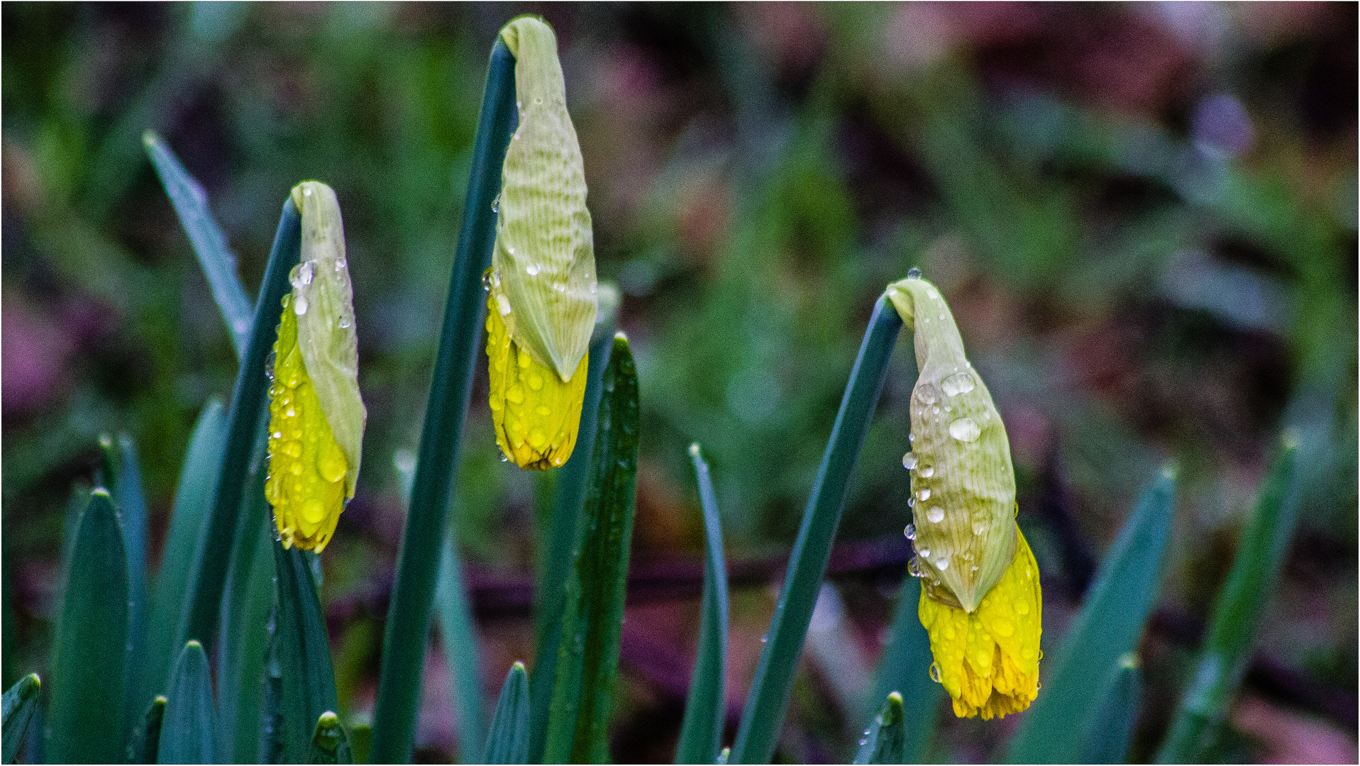 Narzissen im Regen ...