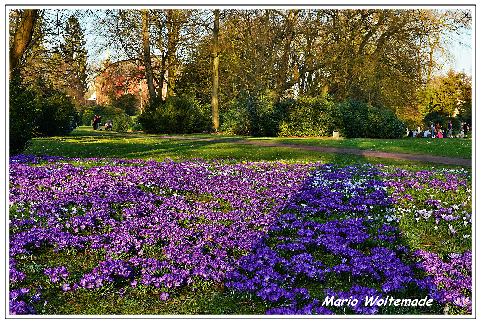 Narzissen im Schlossgarten Oldenburg II