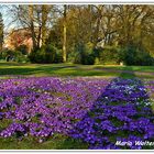 Narzissen im Schlossgarten Oldenburg II