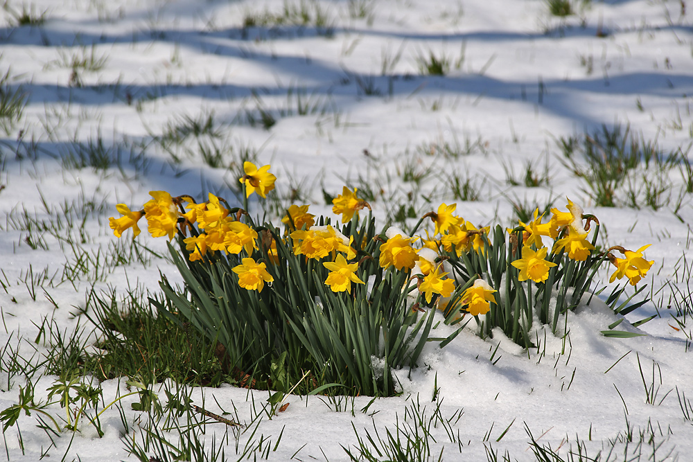 Narzissen im Schnee