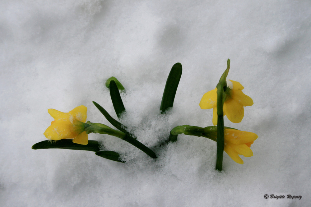 Narzissen im Schnee