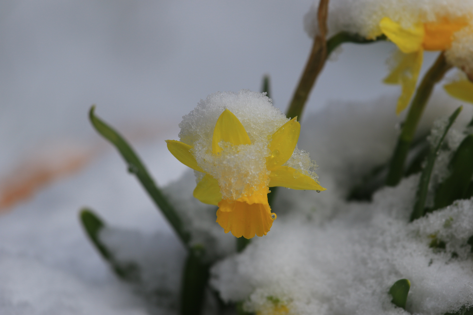 Narzissen im Schnee