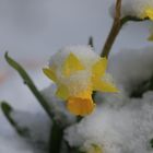 Narzissen im Schnee