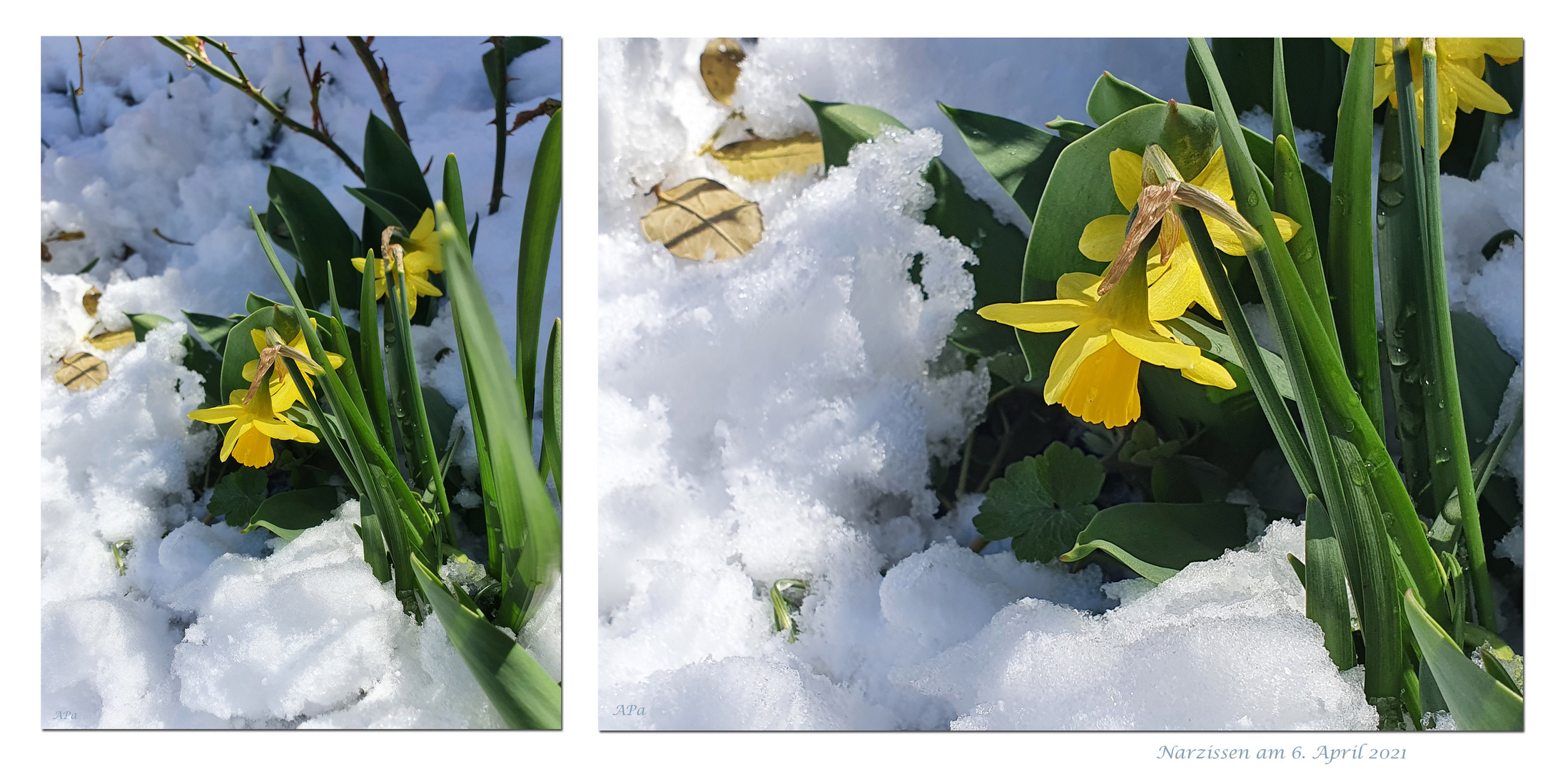 Narzissen im Schnee