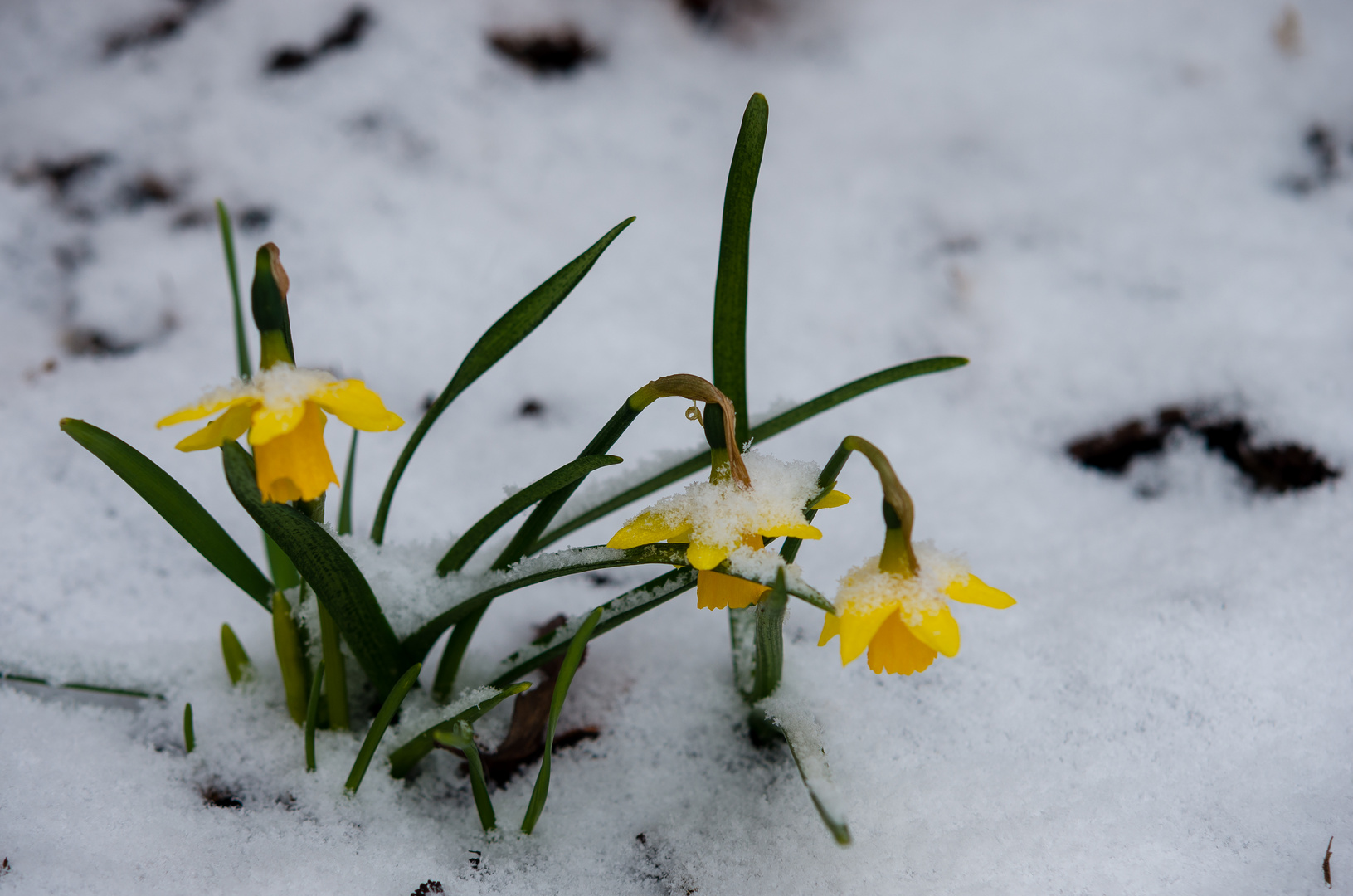 Narzissen im Schnee