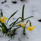 Narzissen im Schnee