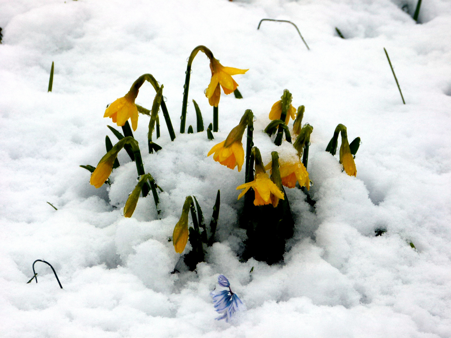 Narzissen im Schnee Foto & Bild pflanzen, pilze & flechten, blüten