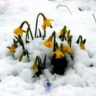 Narzissen im Schnee