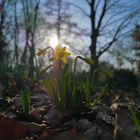 Narzissen im Sonnenlicht