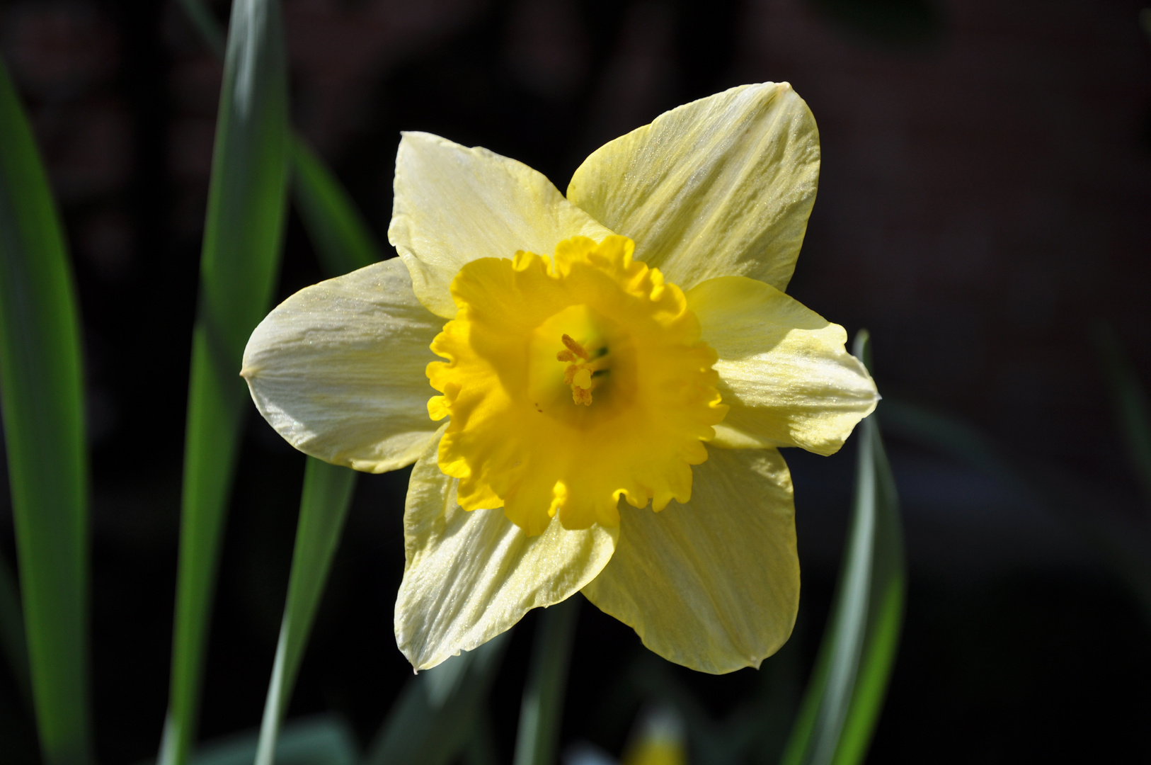 Narzissen im Foto & Bild pflanzen, pilze & flechten, blüten