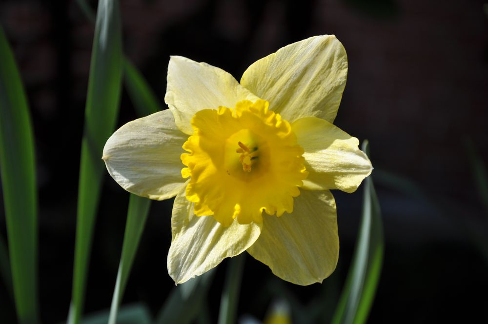 Narzissen im Foto & Bild pflanzen, pilze & flechten, blüten