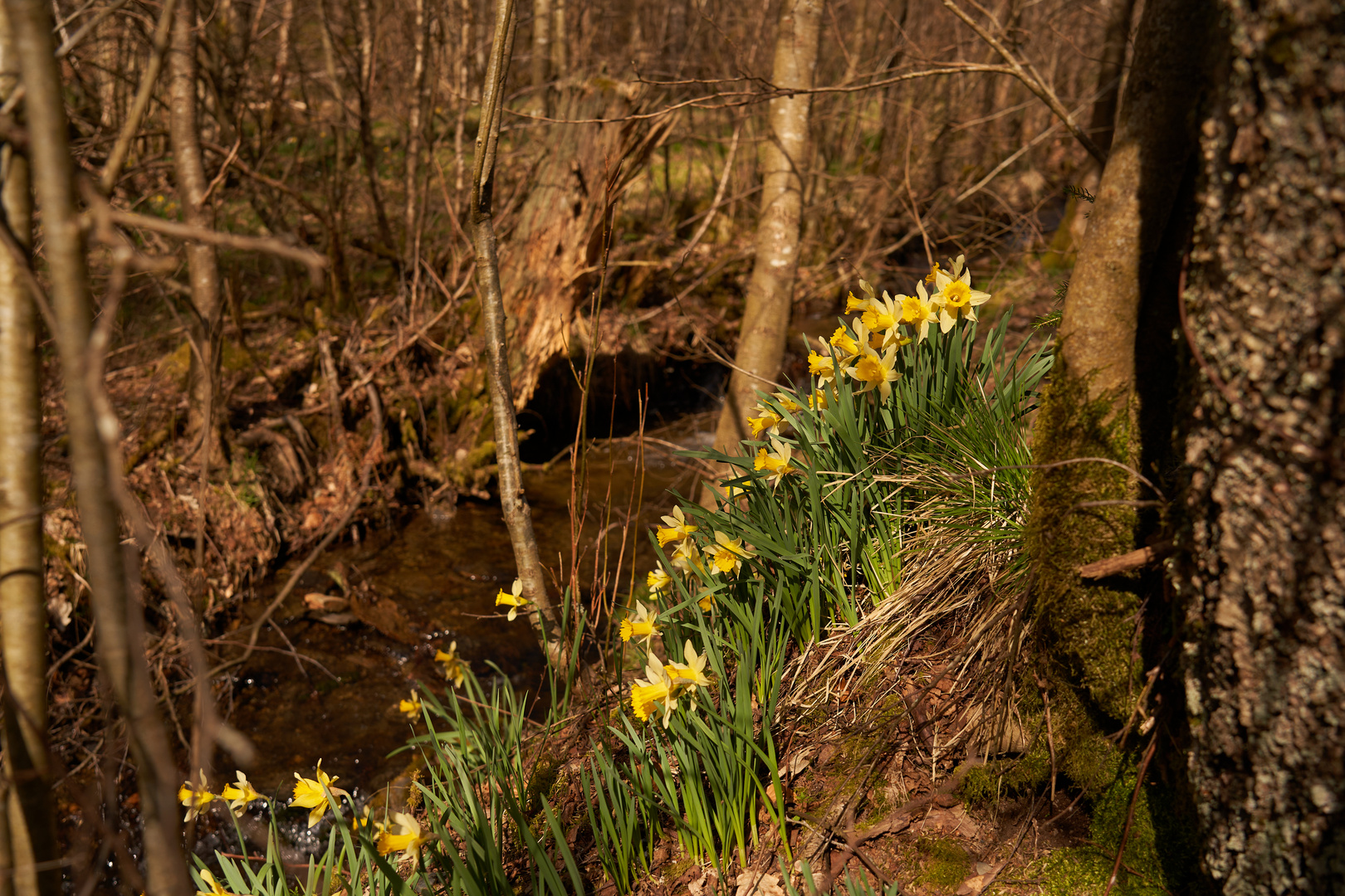 Narzissen in der Eifel