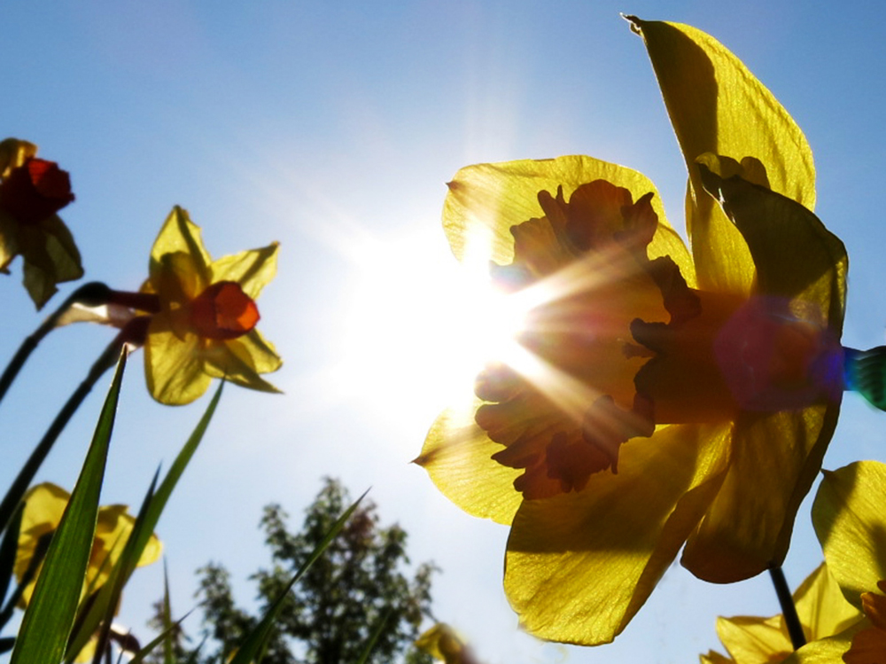 Narzissen in der Frühlingssonne