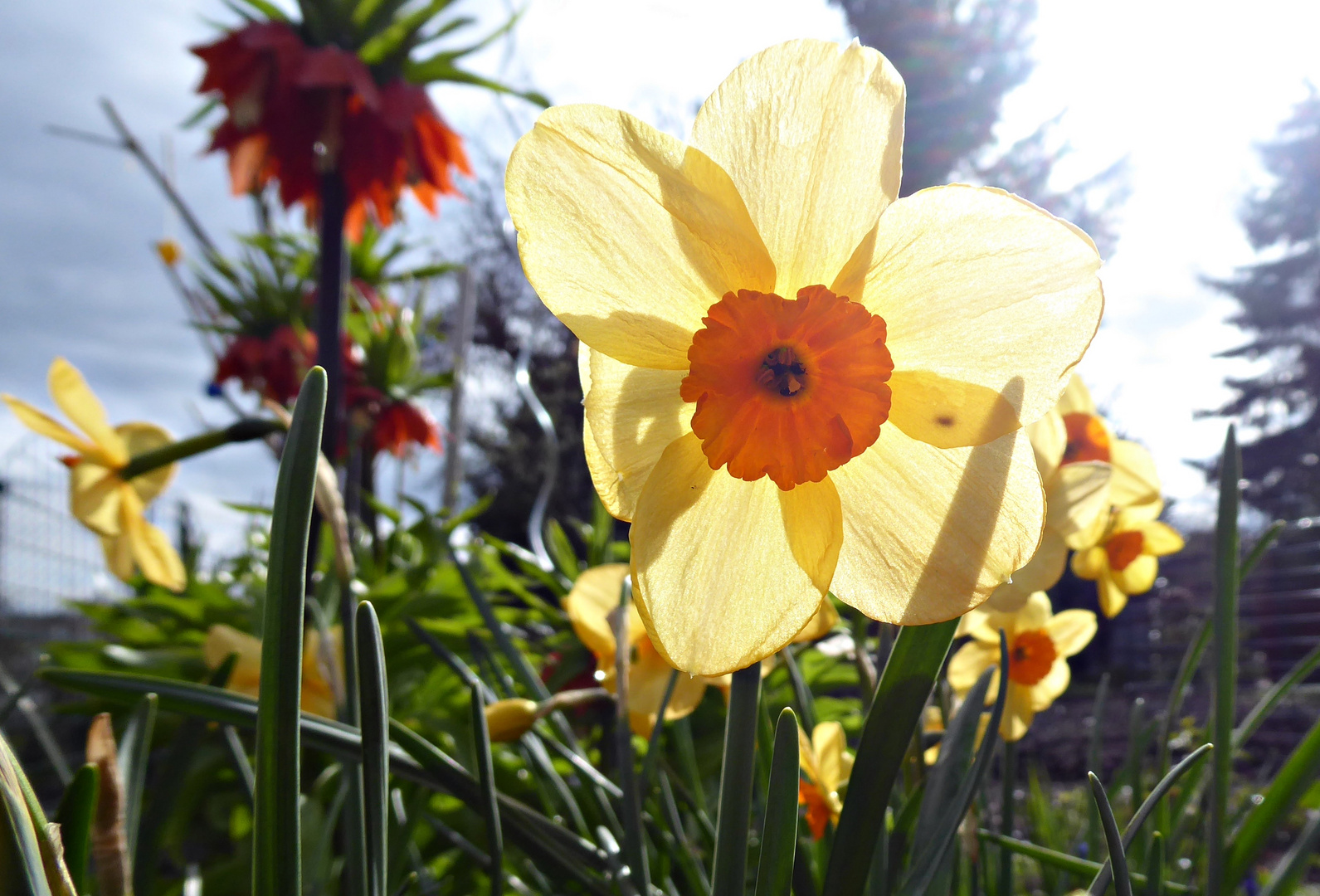 Narzissen in der Sonne