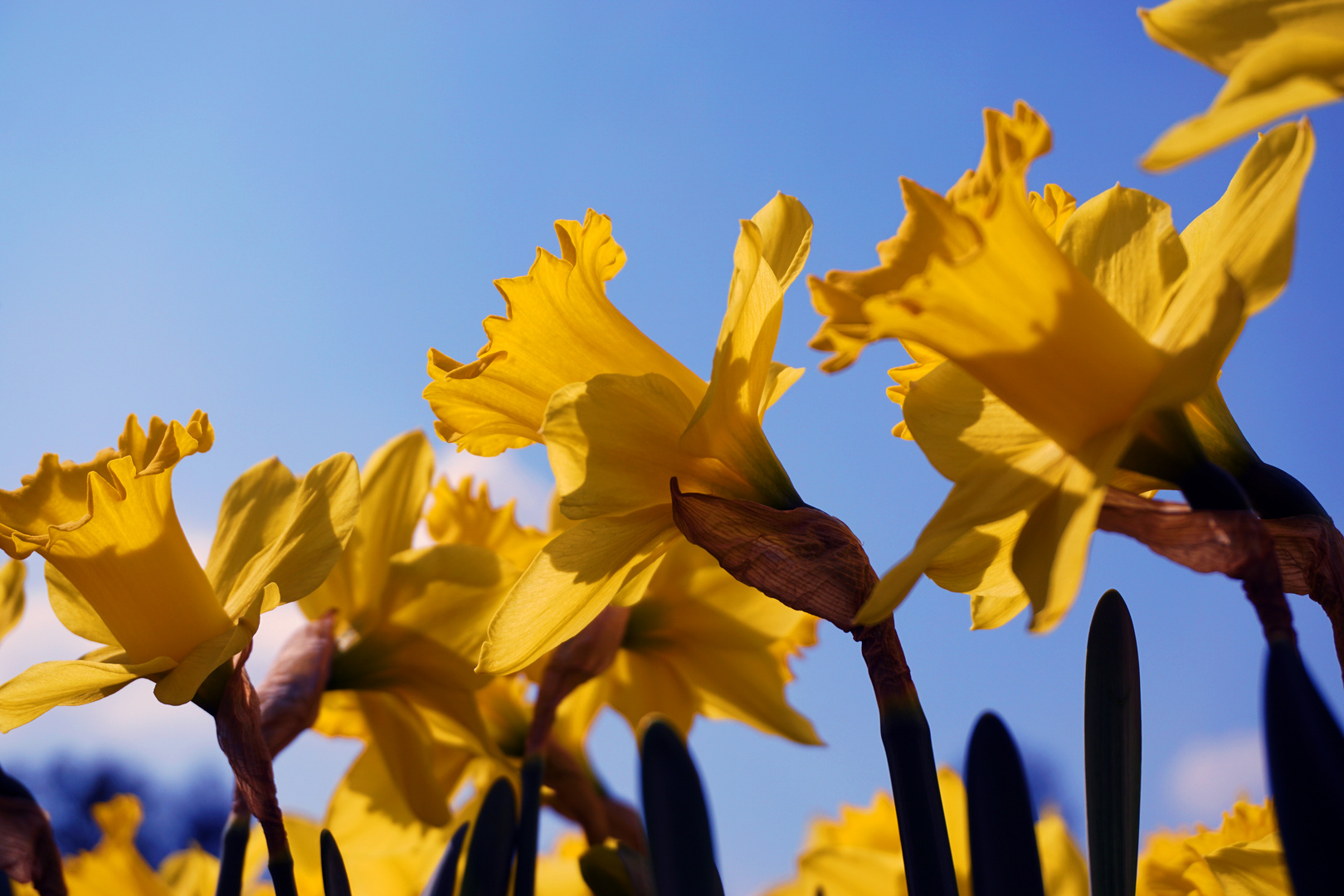 Narzissen in der Sonne 