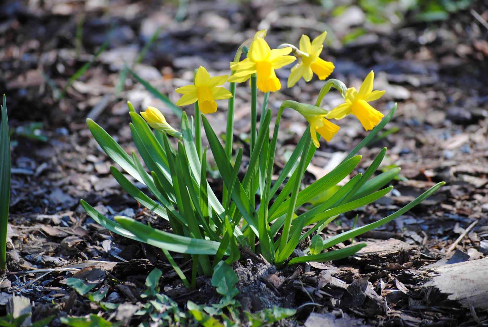 Narzissen in meinem Garten ;)