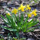 Narzissen in meinem Garten ;)