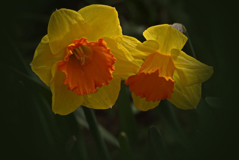 Narzissen in meinen Garten