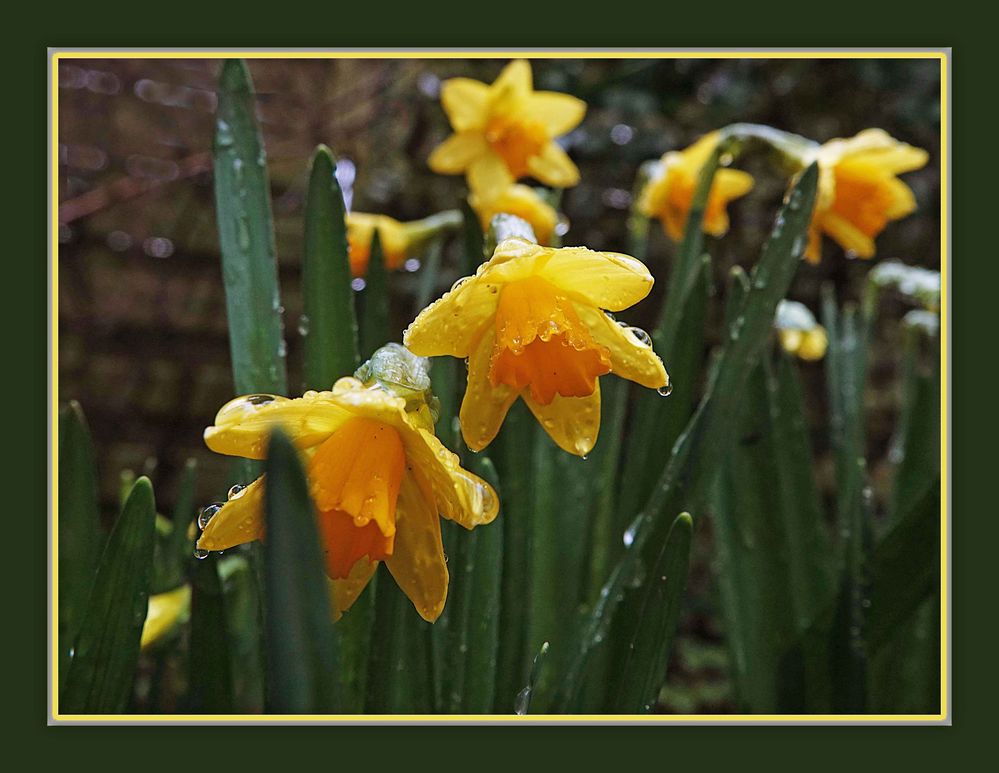 Narzissen mit Perlen Foto & Bild natur, blumen, pflanzen Bilder auf