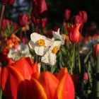 Narzissen (Narcissus) im Blütenmeer