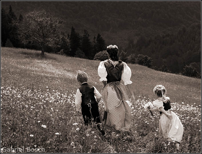 Narzissen-Pflücken