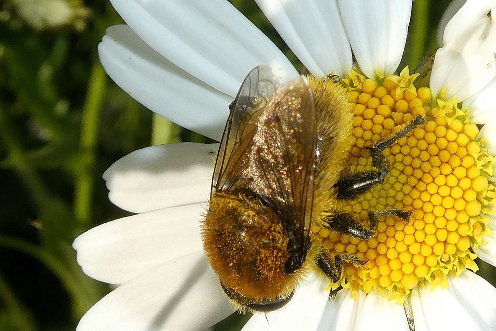 Narzissen-Schwebfliege