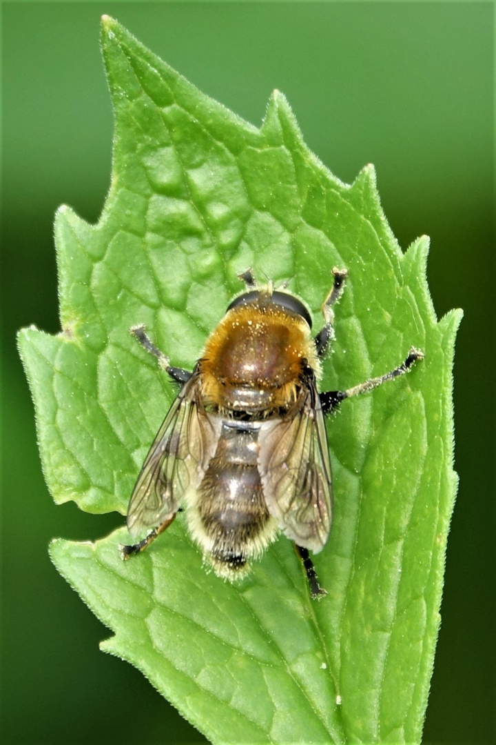 Narzissen-Schwebfliege