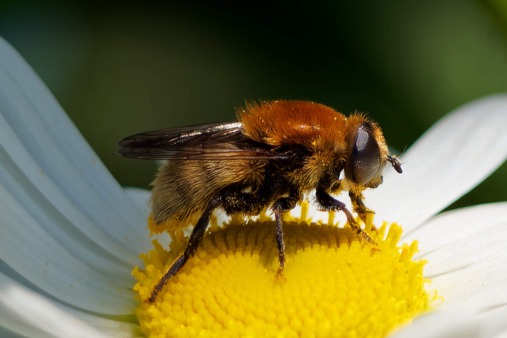 Narzissen-Schwebfliege