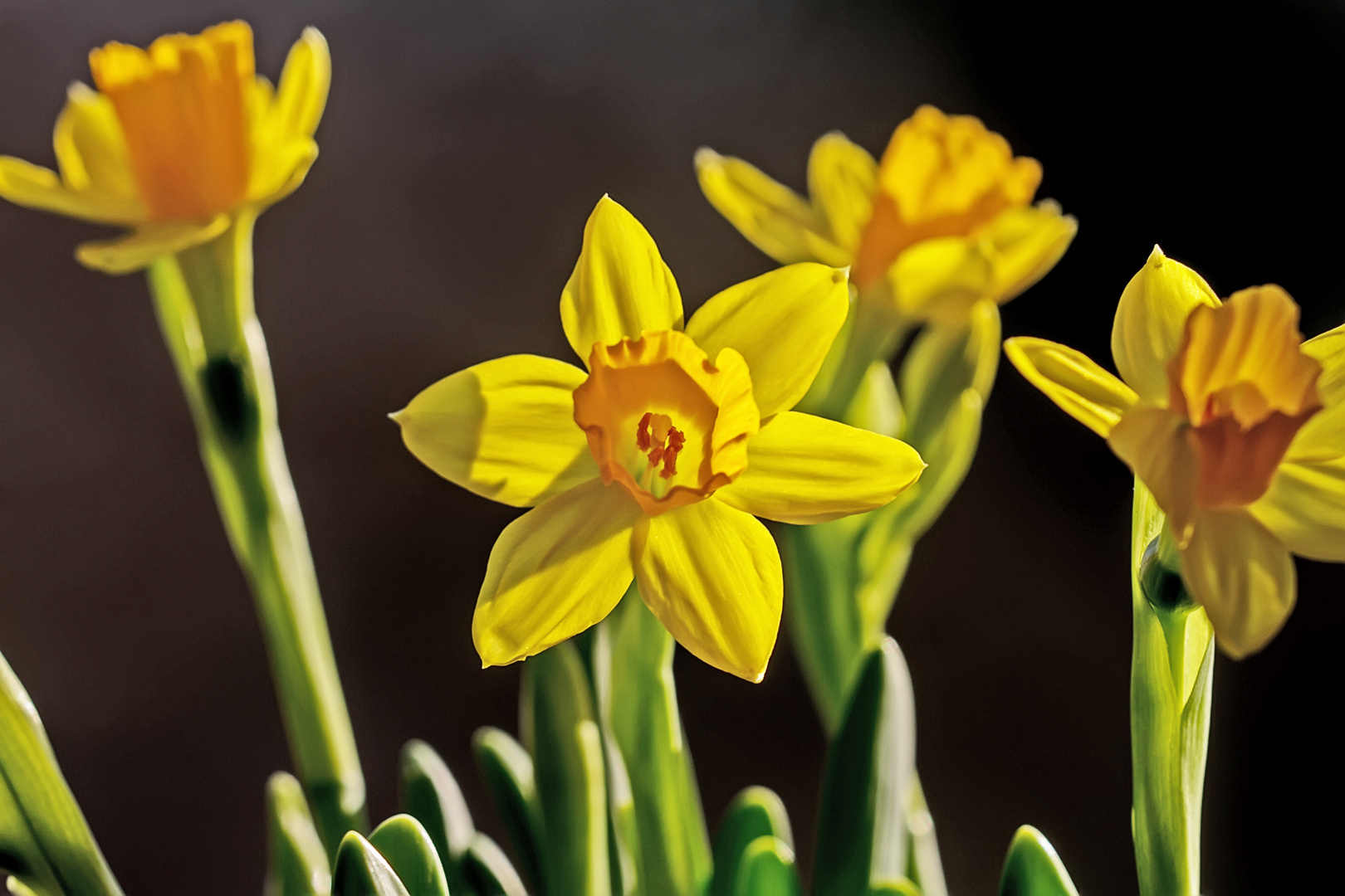 Narzissen Tete a Tete Foto & Bild pflanzen, pilze & flechten, blüten