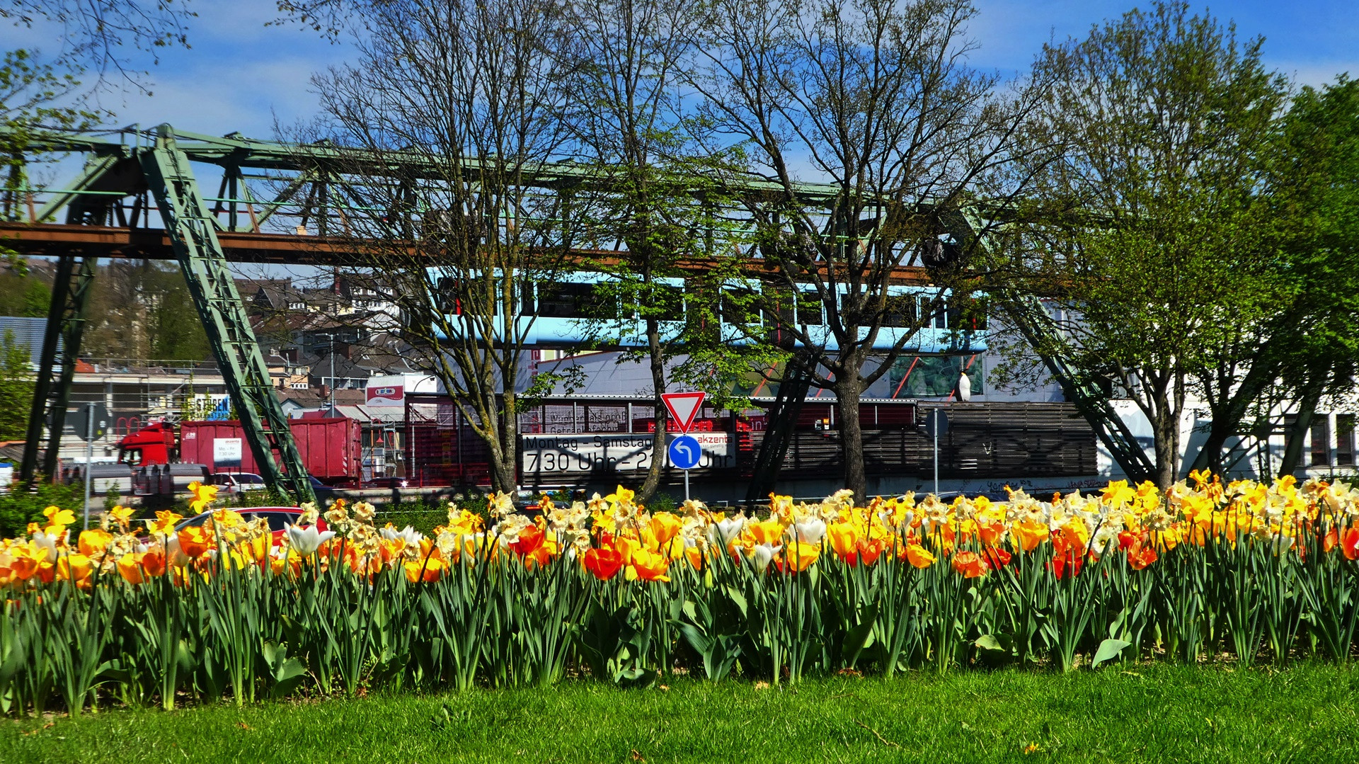 Narzissen, Tulpen und die Schwebebahn