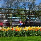 Narzissen, Tulpen und die Schwebebahn