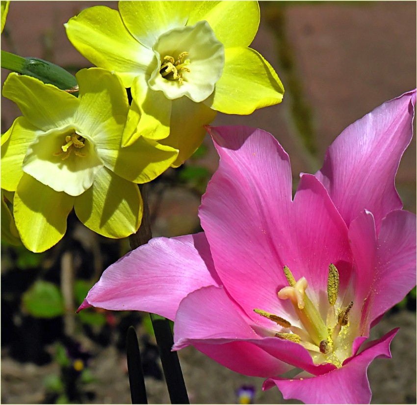 Narzissen und die Tulipan...