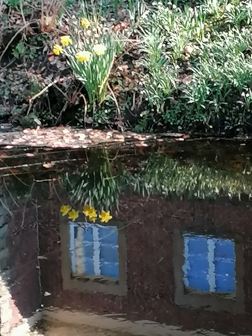 Narzissen und Fenster