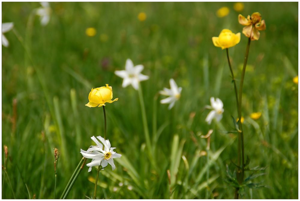 Narzissen und gelbe Trollblume