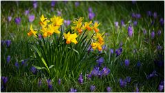 Narzissen und Krokus