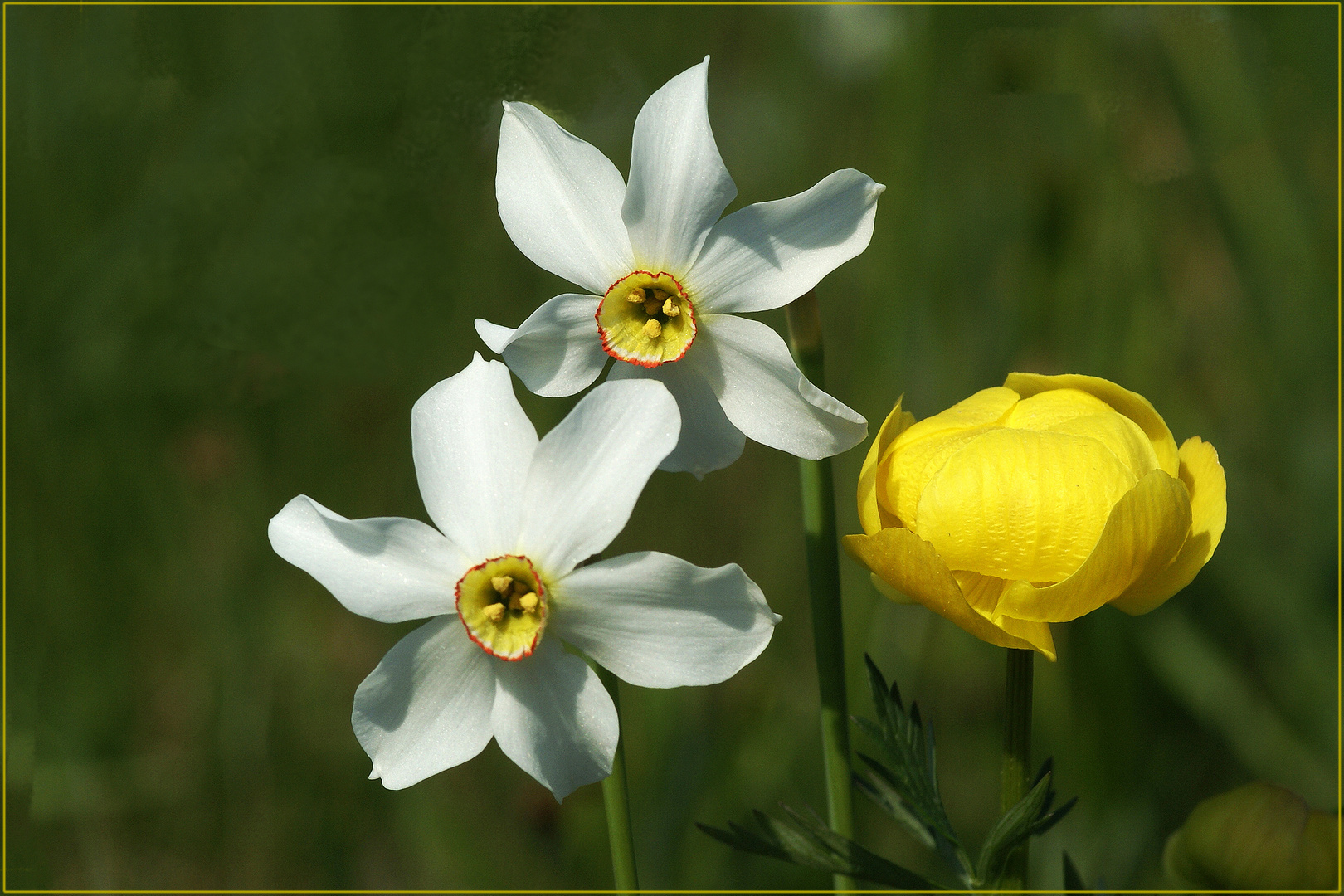 Narzissen und Trollblume