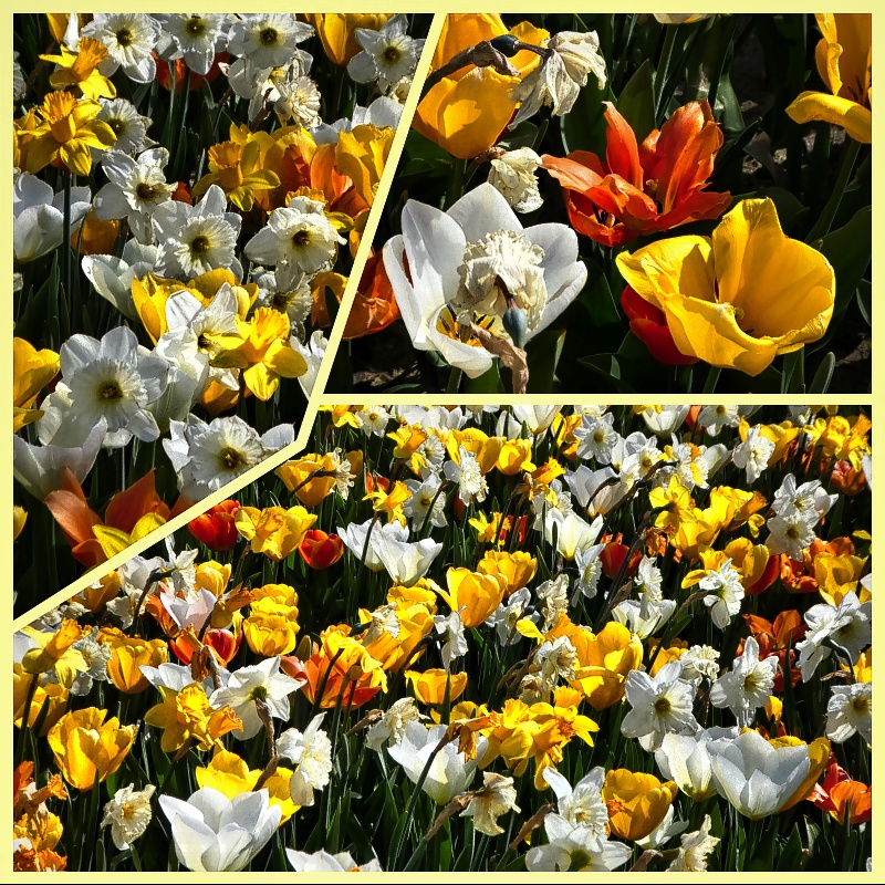Narzissen und Tulpen im Sonnenlicht Foto & Bild natur, pflanzen