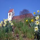 Narzissen vor der Plochinger Stadtkirche