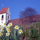 Narzissen vor der Plochinger Stadtkirche