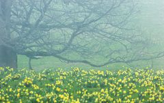 Narzissen Wiese im Nebel