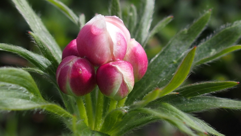 Narzissen-Windröschen 'Anemone narcissiflora'