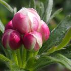 Narzissen-Windröschen 'Anemone narcissiflora'