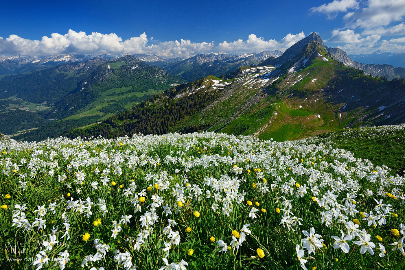 Narzissenaussicht