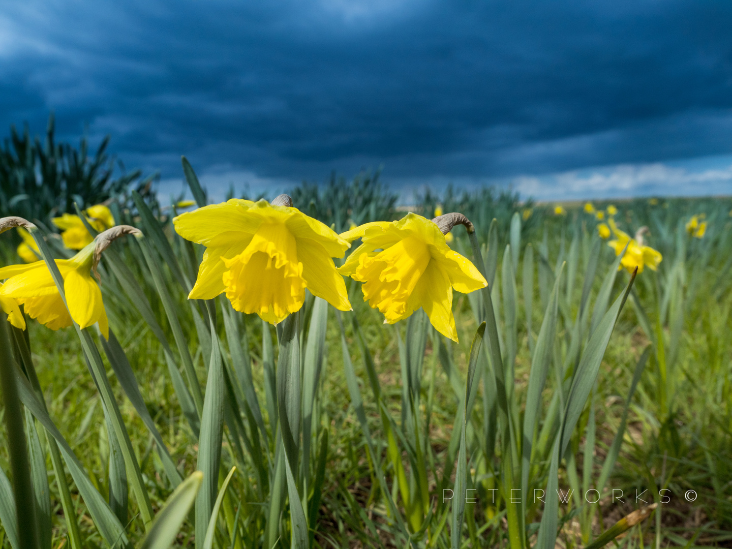 Narzissenblüte