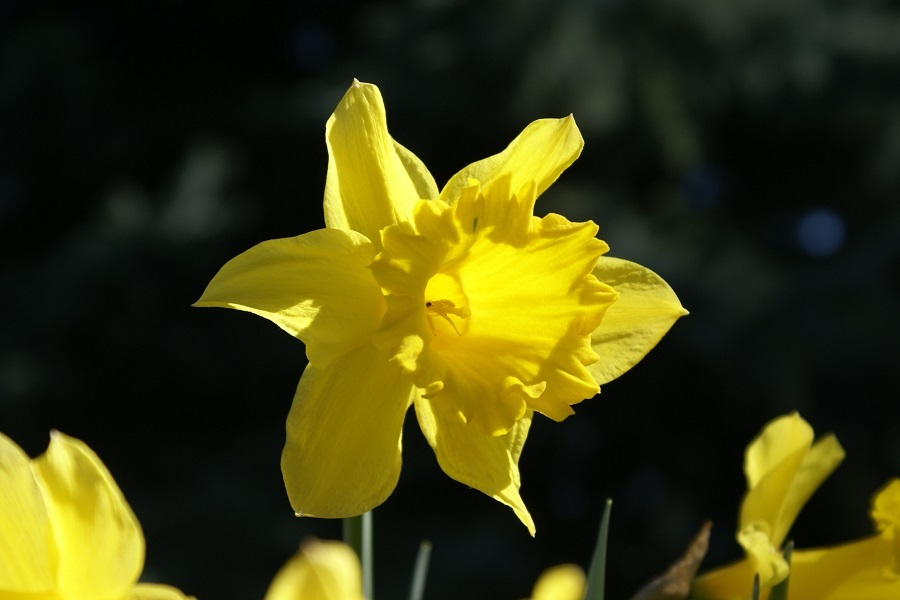 Narzissenblüte