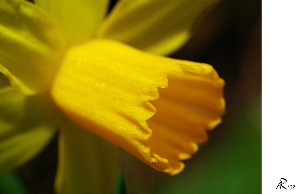 Narzissenblüte