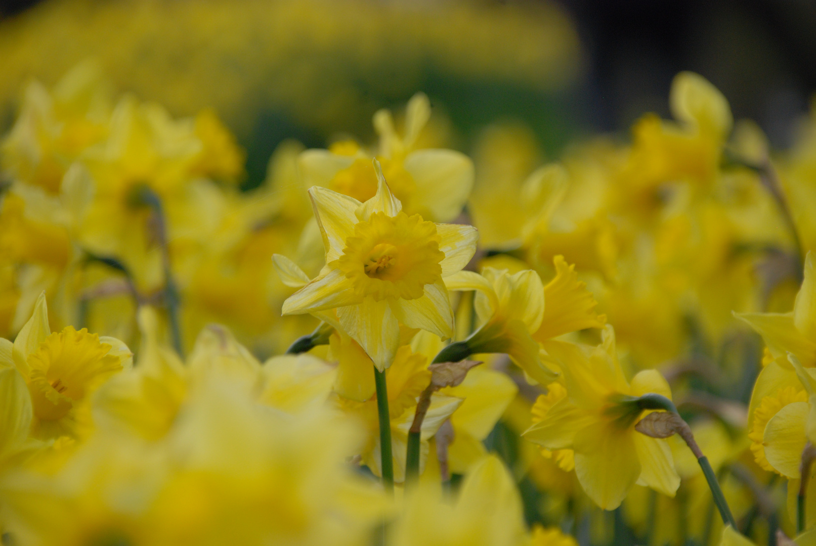 Narzissenblüte