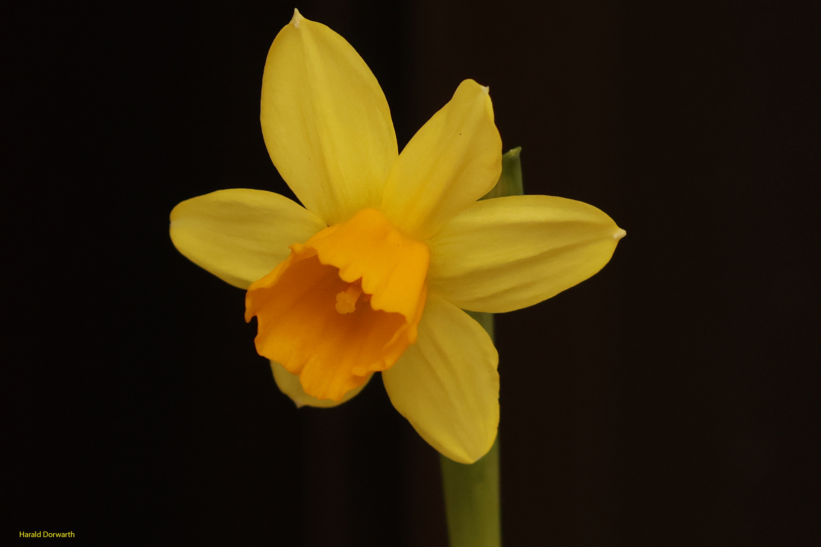 Narzissenblüte als Vorbote des Frühlings