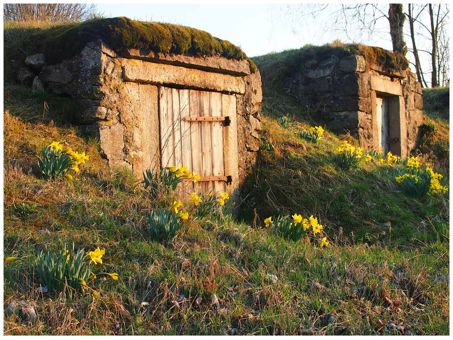 Narzissenblüte bei den Felsenkellern