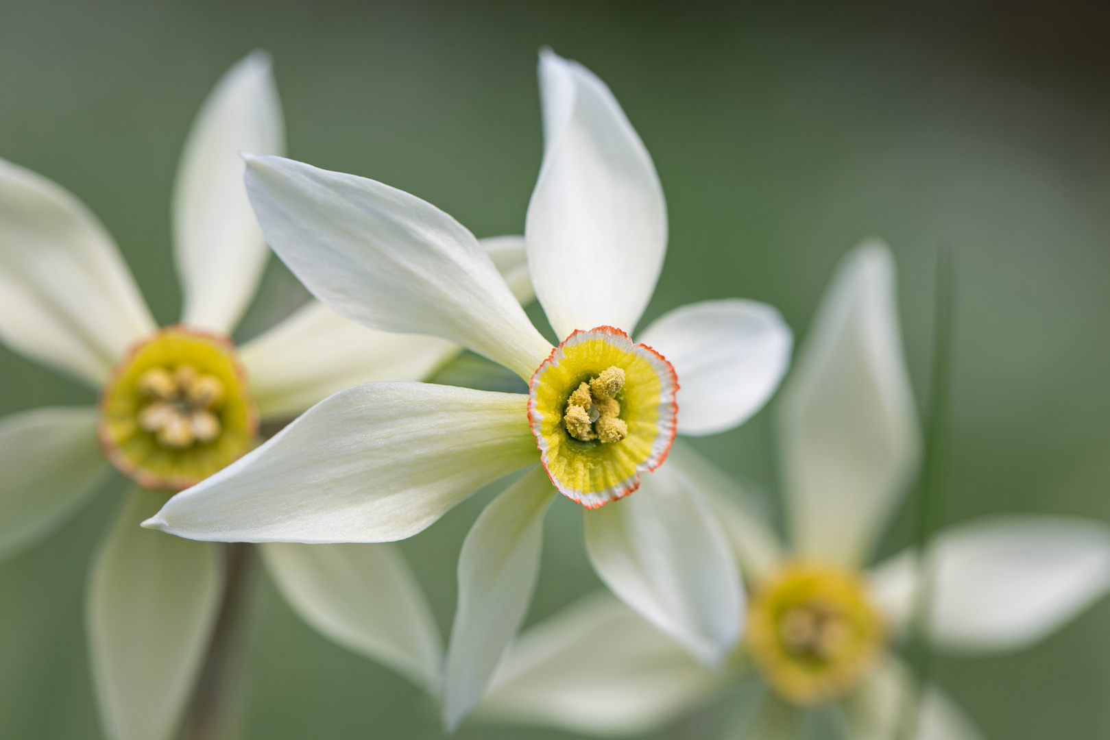 Narzissenblüte im Ausseerland